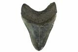 3.48" Fossil Megalodon Tooth - Polished Tip - #130788-1